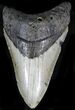 Bargain Megalodon Tooth - North Carolina #22958-1